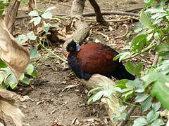 Pheasant Pigeon