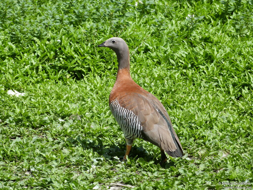 Ashy-headed Goose