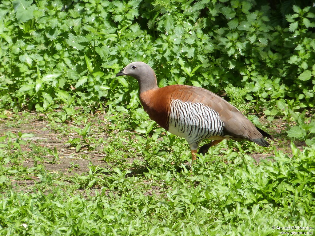 Ashy-headed Goose