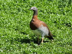 Ashy-headed Goose