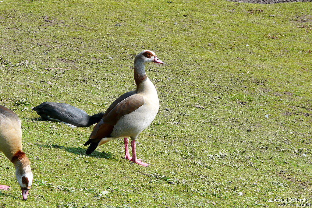 Egyptian Goose