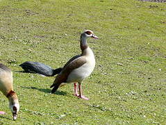 Egyptian Goose