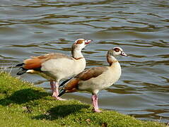 Egyptian Goose