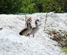 Egyptian Goose