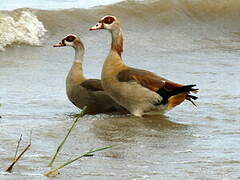 Egyptian Goose