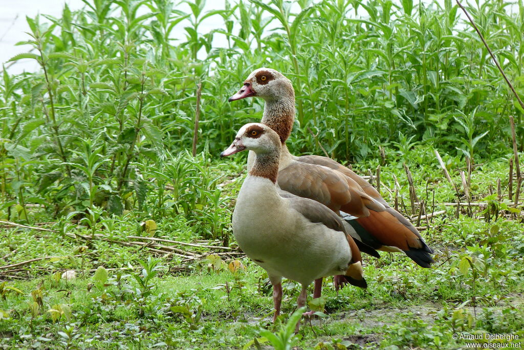 Egyptian Goose