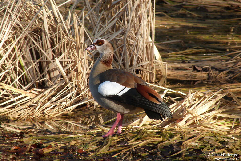 Egyptian Goose