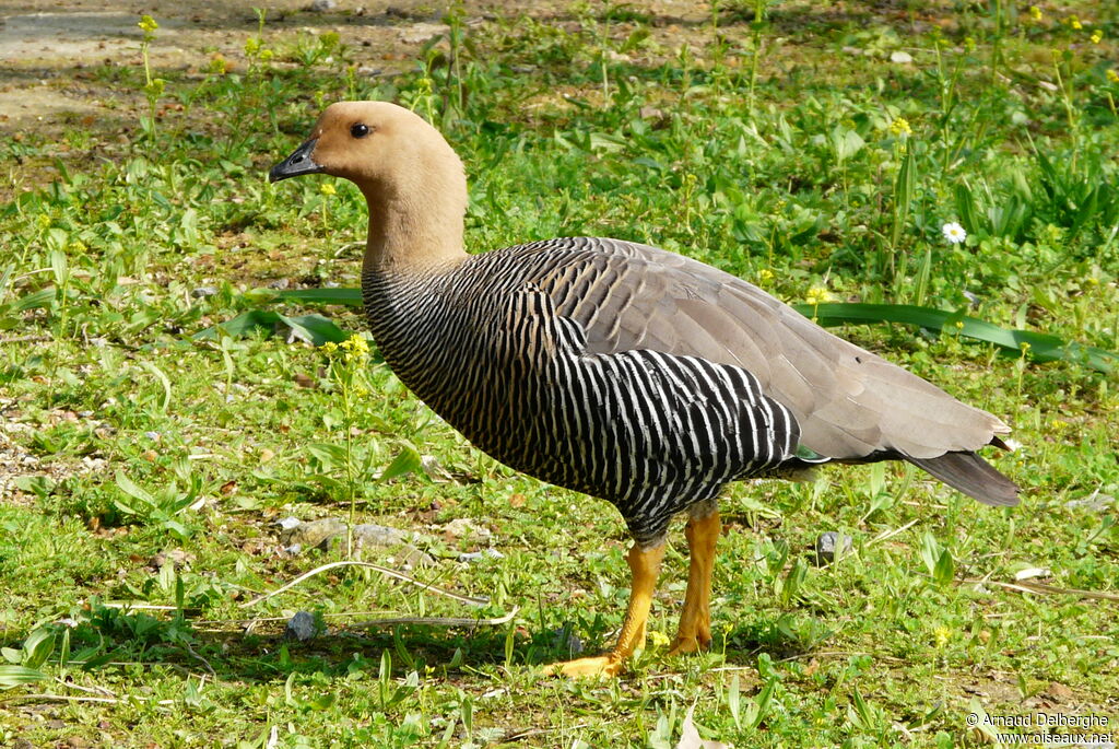 Upland Goose female