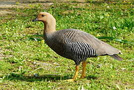 Upland Goose