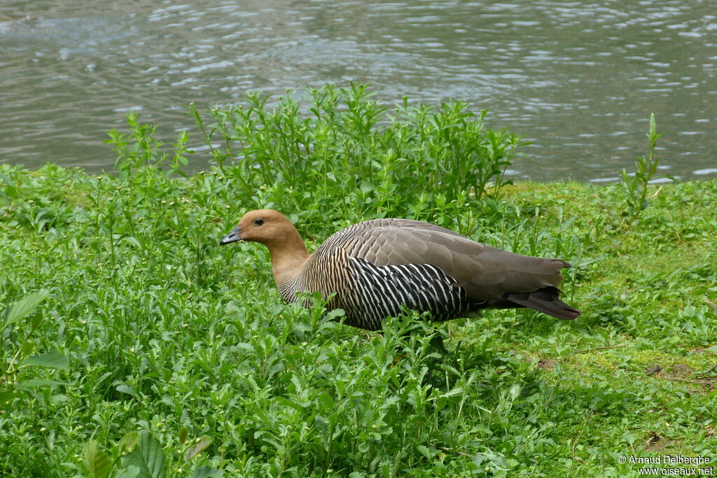 Upland Goose female