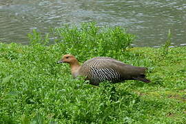 Upland Goose