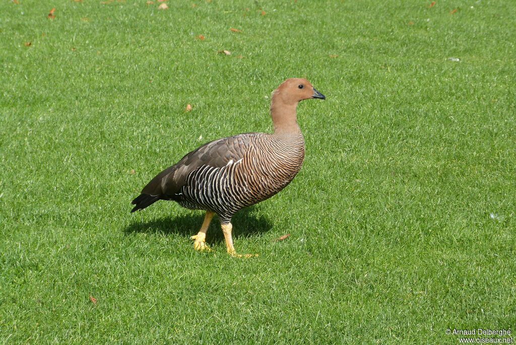 Upland Goose female