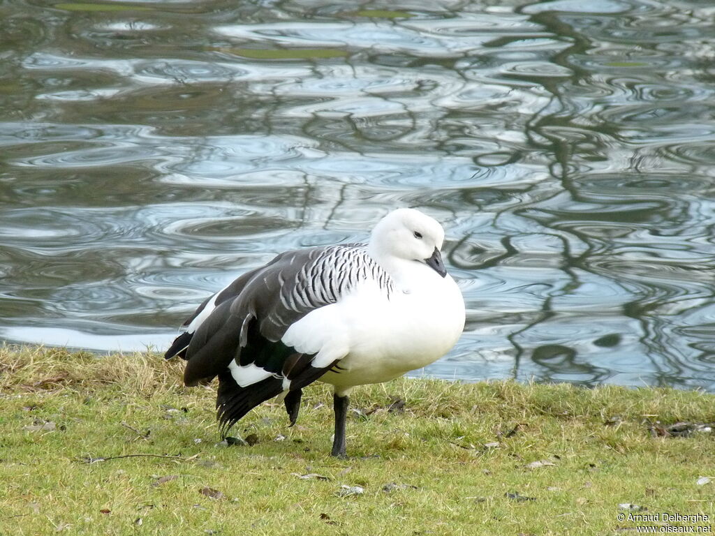 Upland Goose male