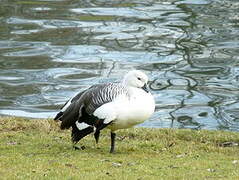 Upland Goose