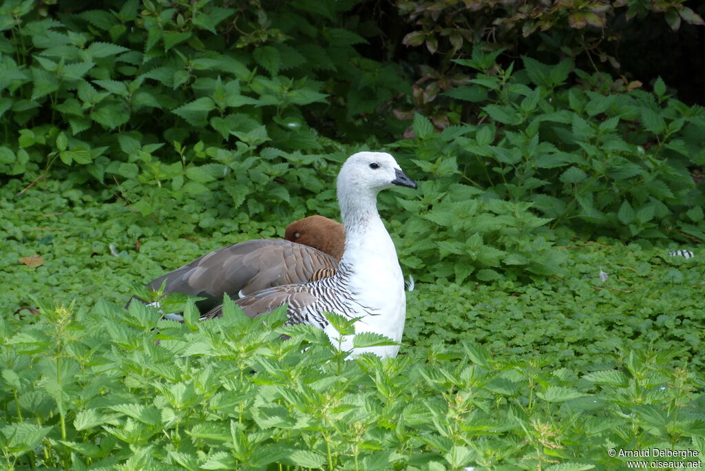 Upland Goose male