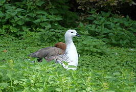 Upland Goose