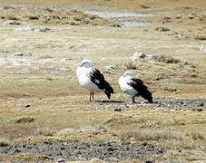 Andean Goose