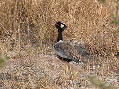 Northern Black Korhaan