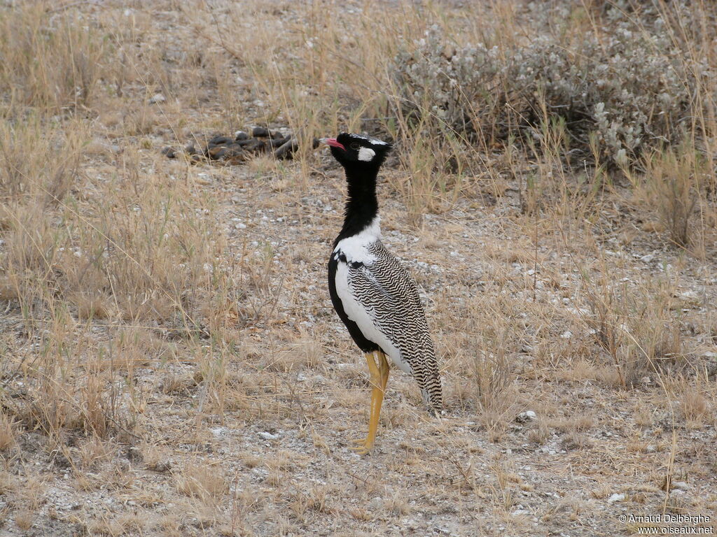 Northern Black Korhaan