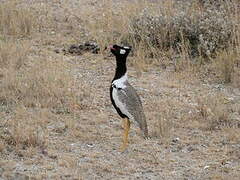 Northern Black Korhaan