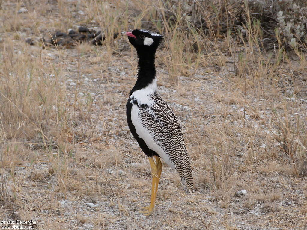 Northern Black Korhaan, identification