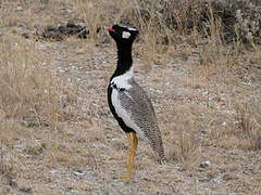 Northern Black Korhaan