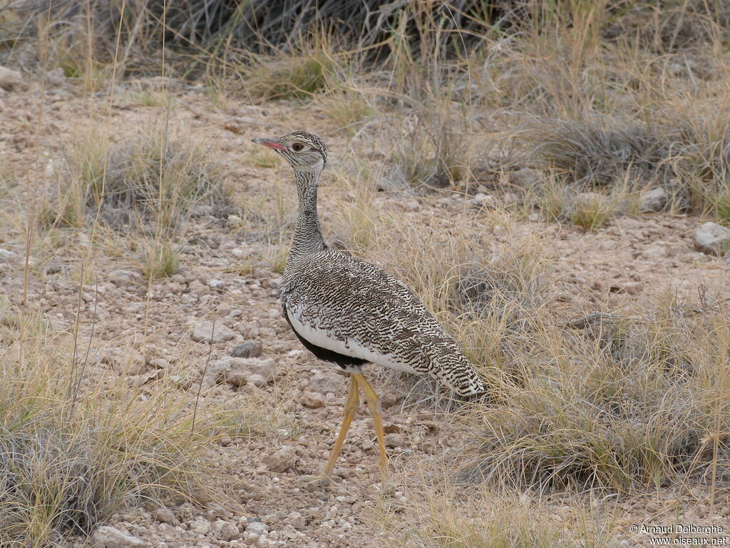 Northern Black Korhaan female