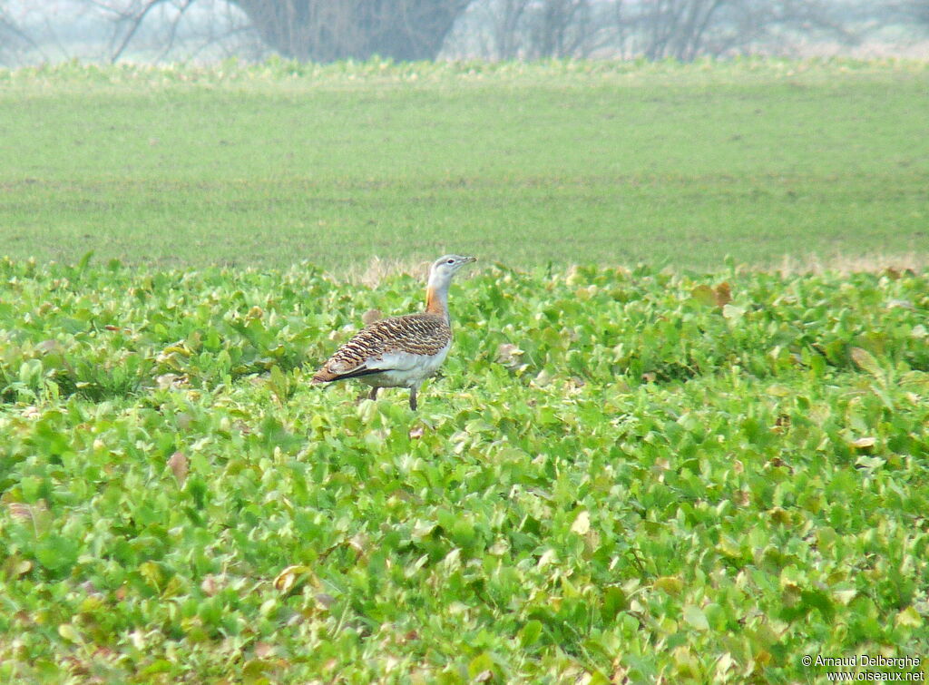 Great Bustard