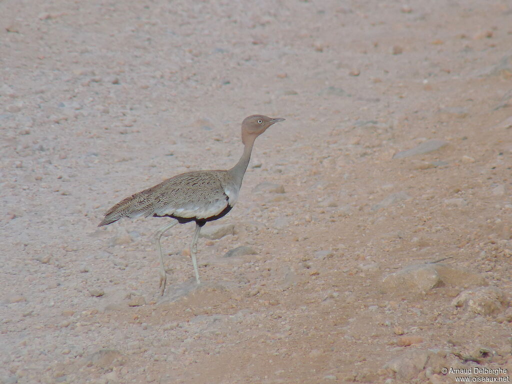 Buff-crested Bustard