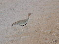 Buff-crested Bustard