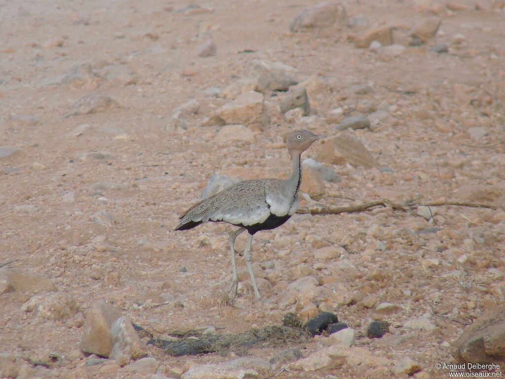 Buff-crested Bustard