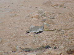 Buff-crested Bustard