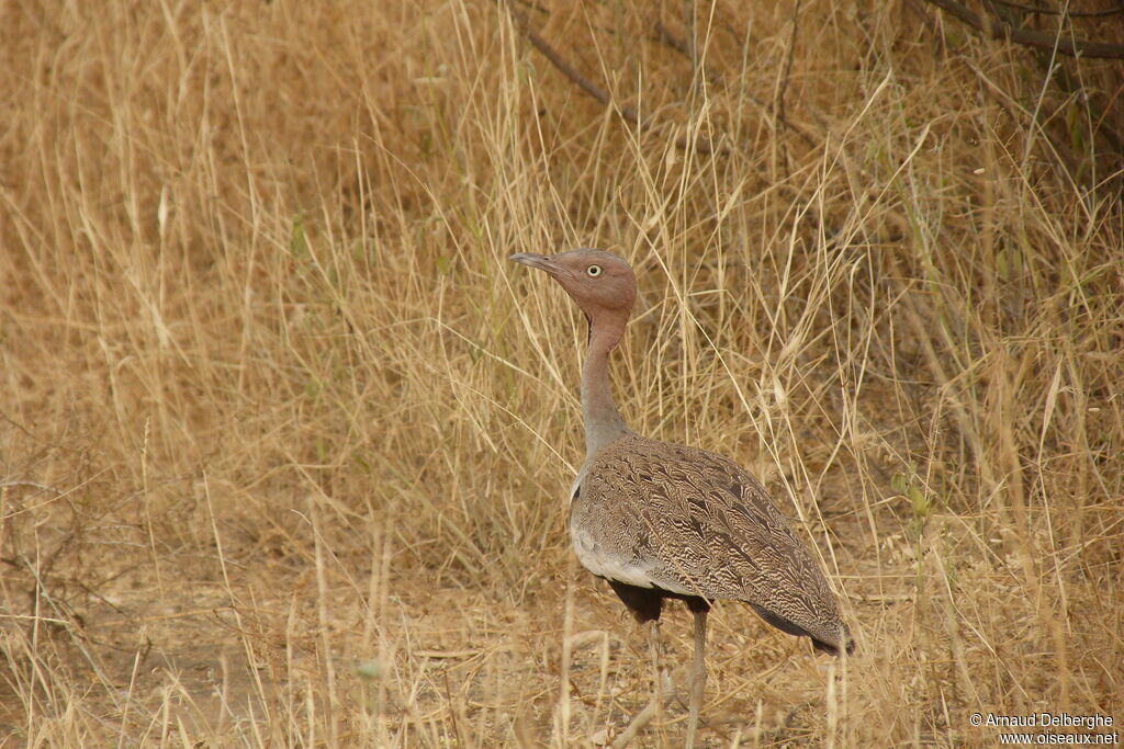 Buff-crested Bustard