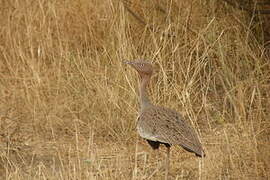 Buff-crested Bustard