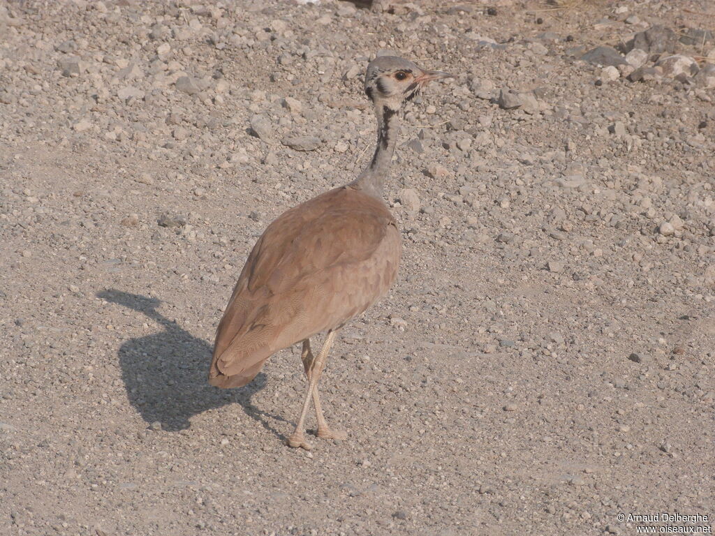 Rüppell's Korhaan