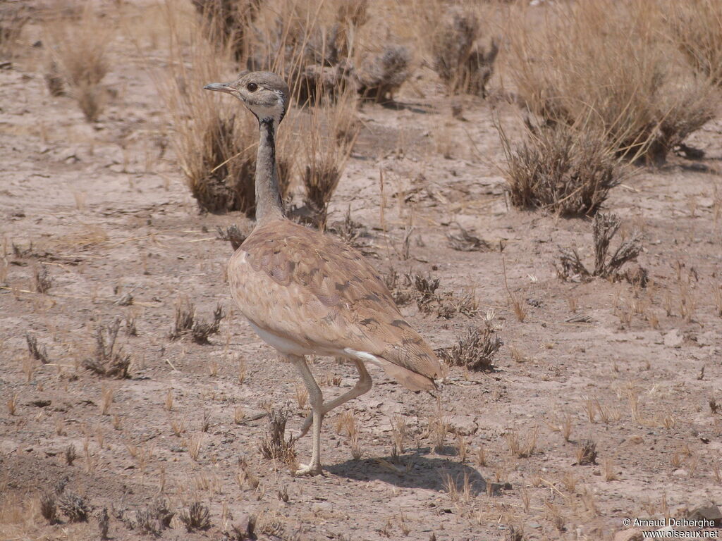 Rüppell's Korhaan