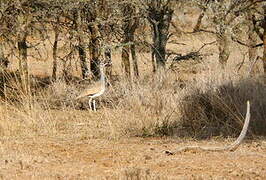 White-bellied Bustard