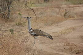 Kori Bustard