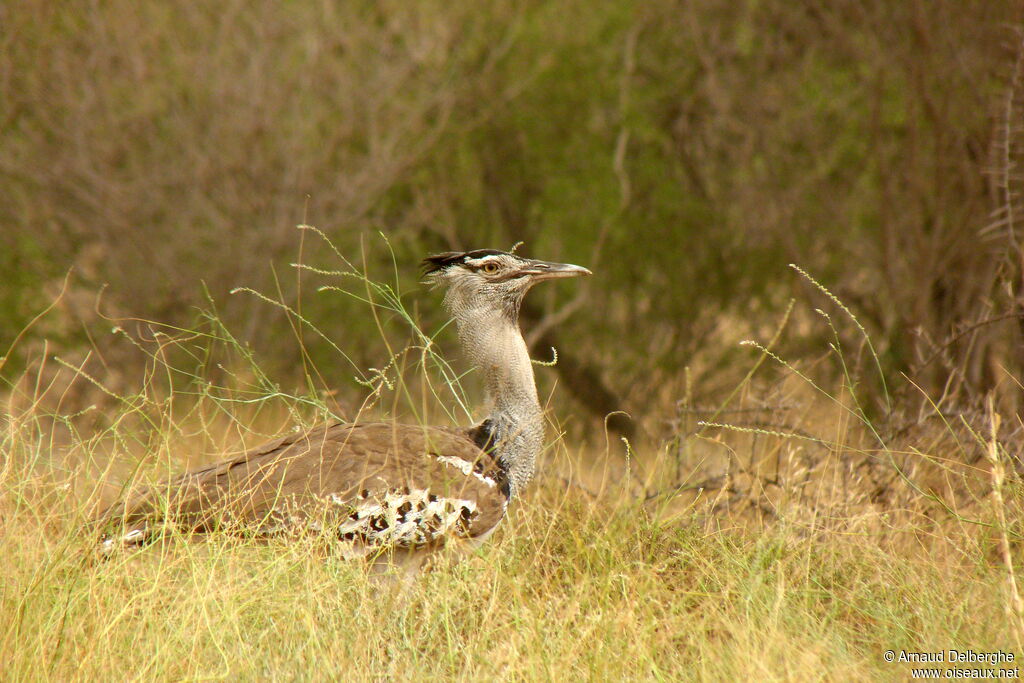 Kori Bustard