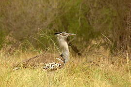 Kori Bustard