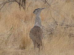 Kori Bustard