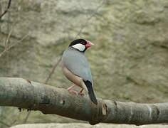 Java Sparrow