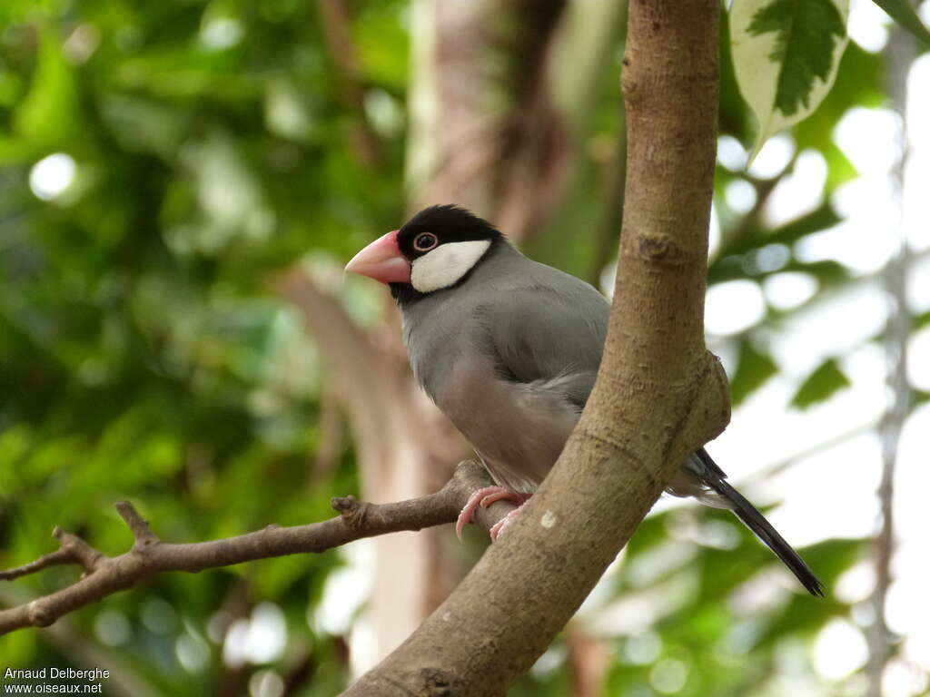 Java Sparrow female adult, identification