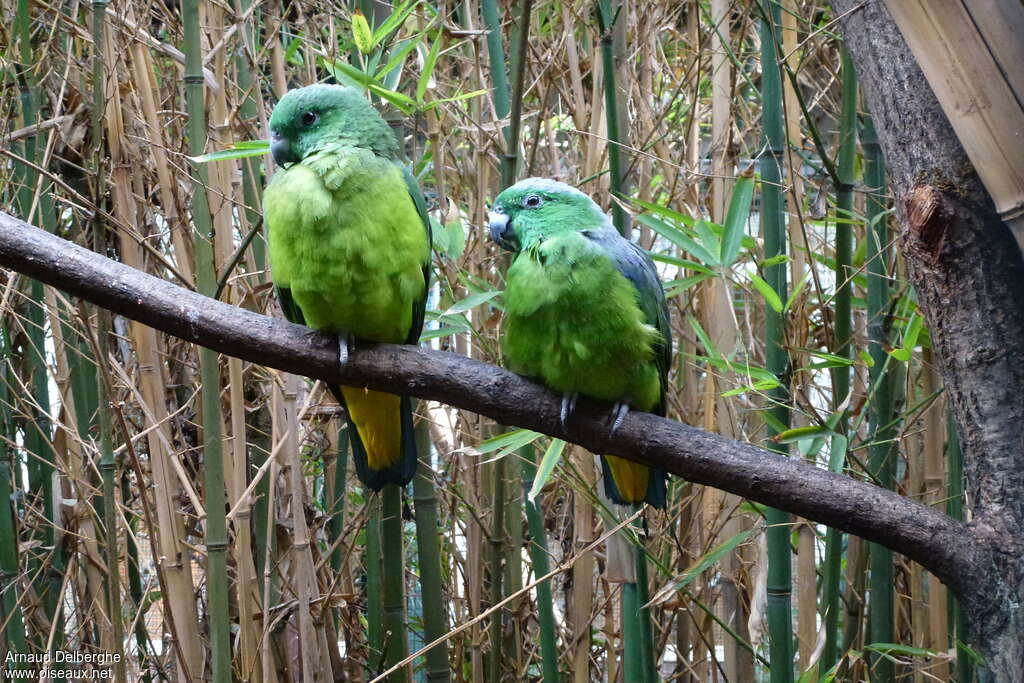 Buru Racket-tail