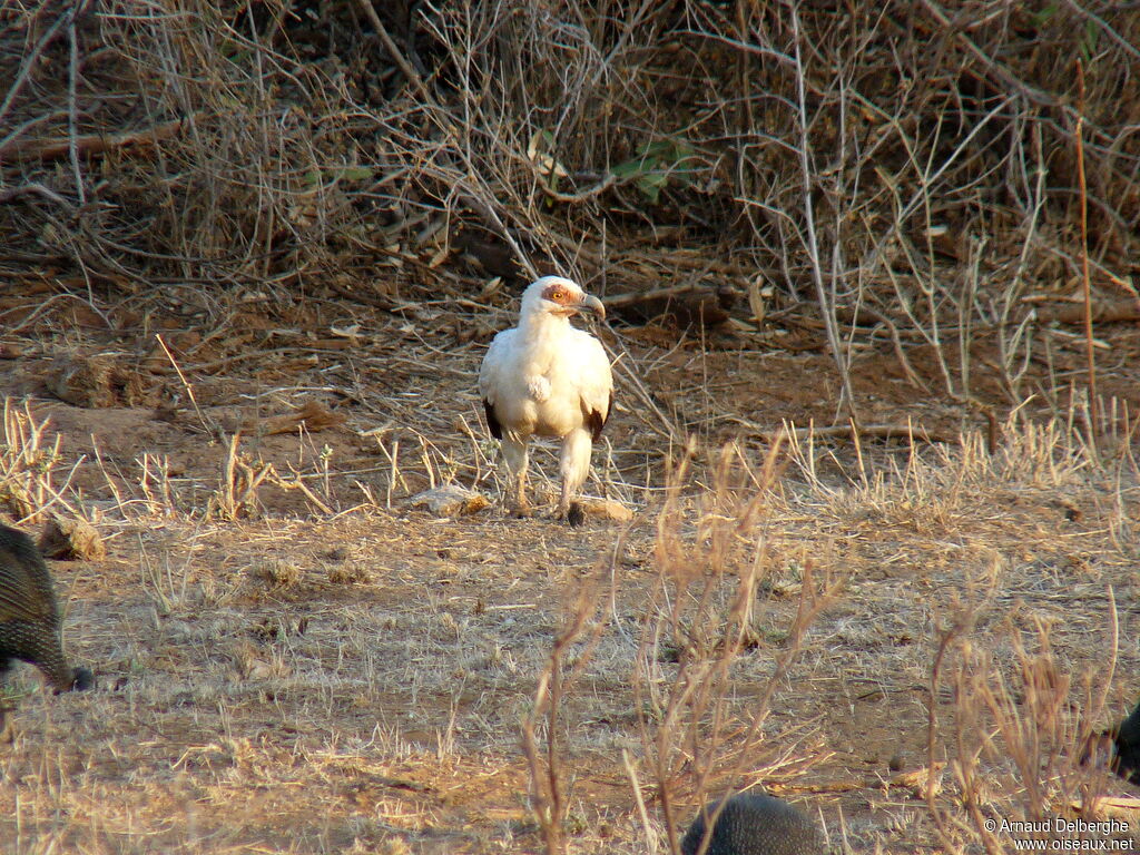 Palm-nut Vulture