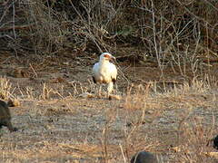 Palm-nut Vulture