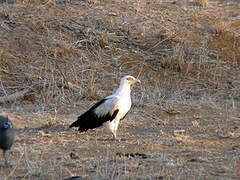 Palm-nut Vulture