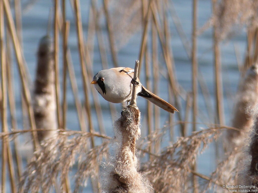 Bearded Reedling male