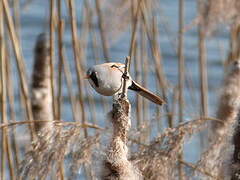 Bearded Reedling