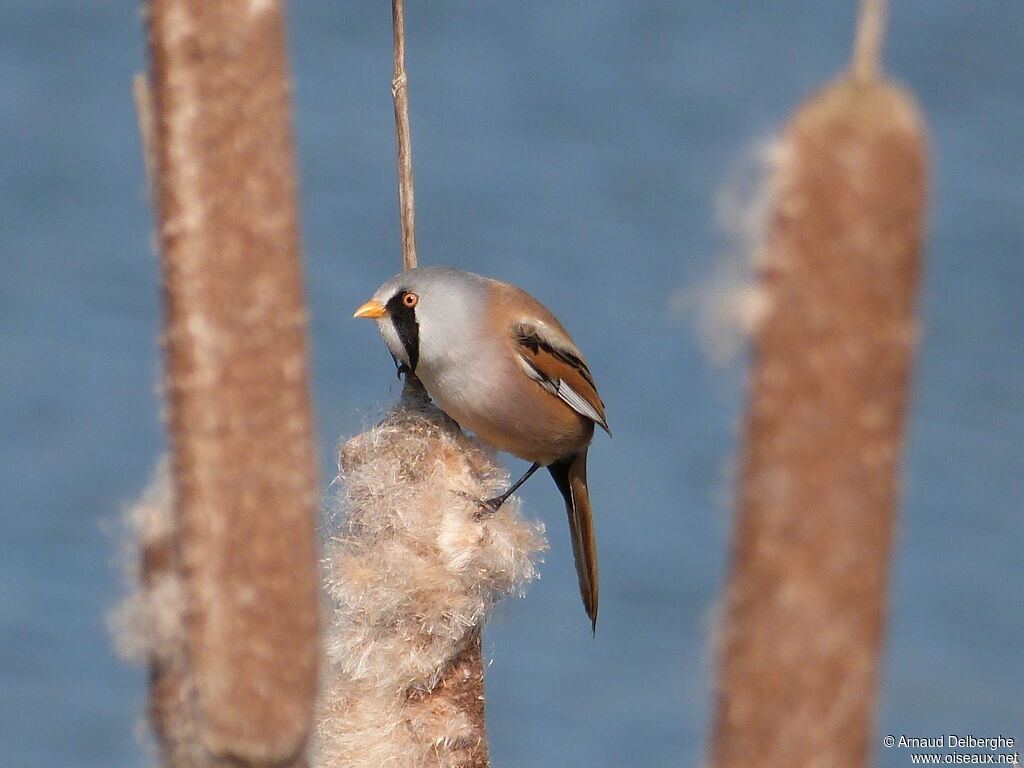 Bearded Reedling male